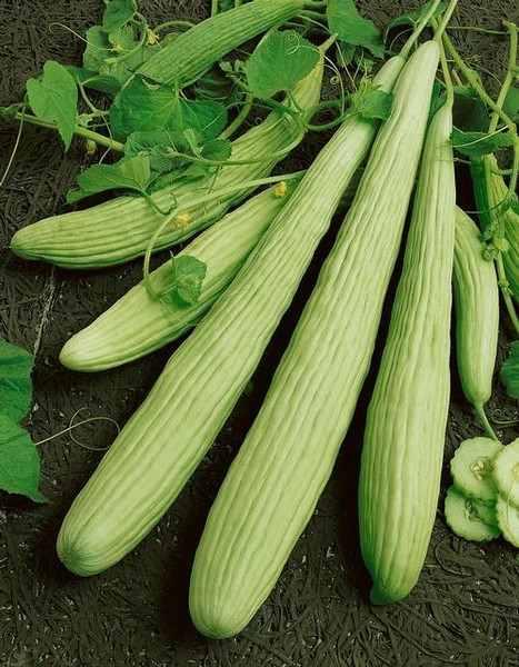 Armenian Cucumber Seeds | Yard Long Melon Persian Snake Pickle Asian Seed 2024
