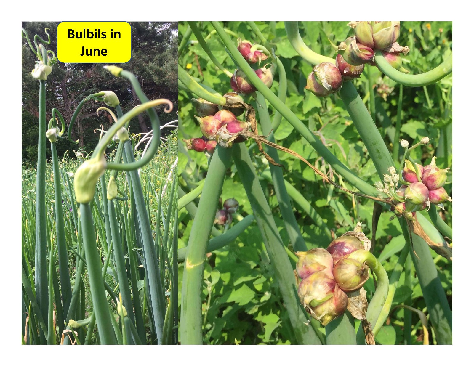 Egyptian Walking Onion PLANTS Grown in chemical free soil; FREE SHIPPING