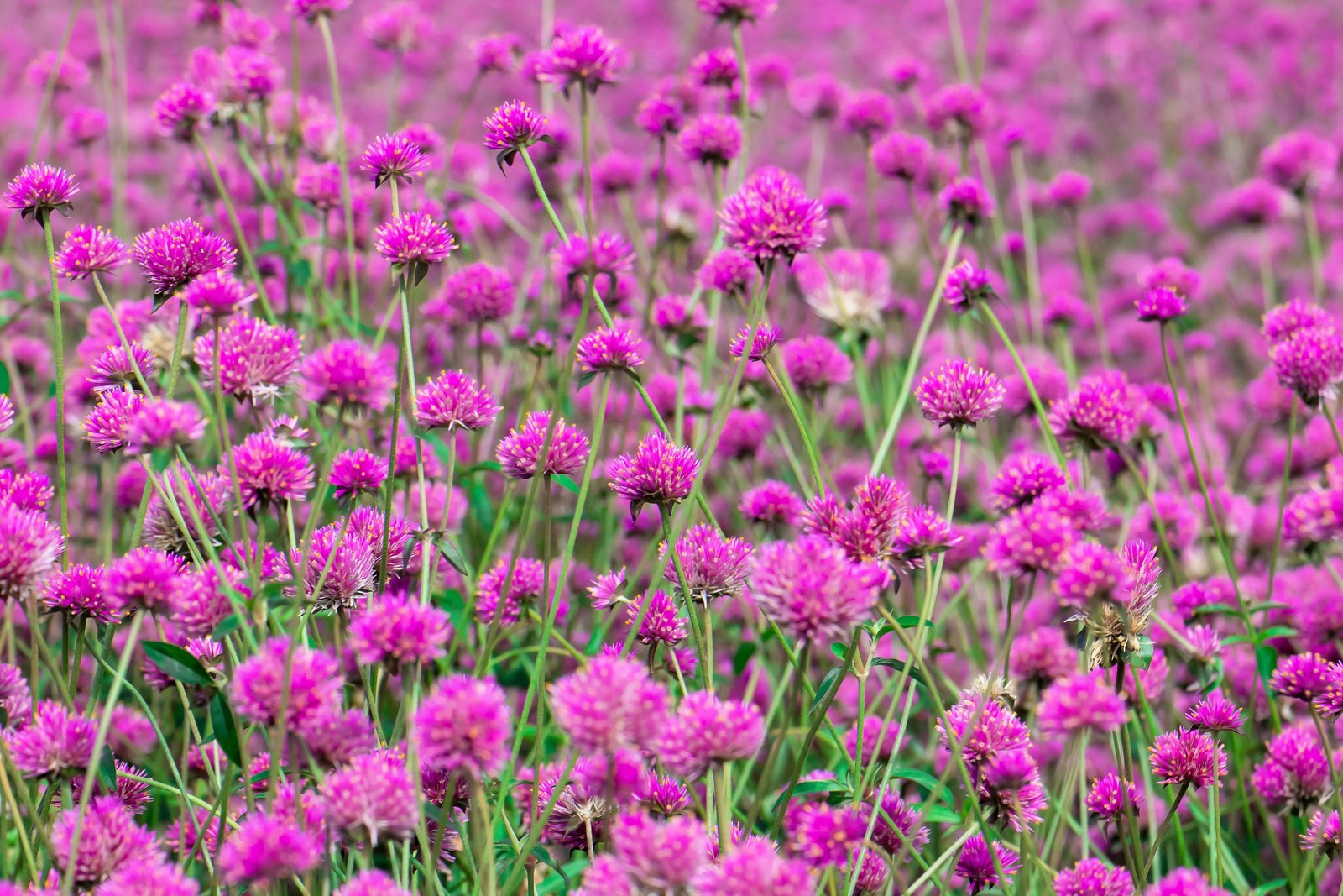 50 GLOBE AMARANTH MIX Gomphrena Globosa Mixed Colors Amaranthus Flower Seeds