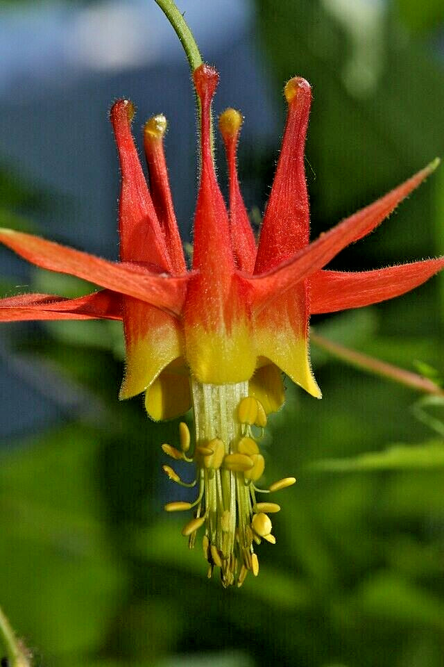WESTERN RED COLUMBINE, 200 SEEDS, AQUILEGIA FORMOSA, SITKA COLUMBINE