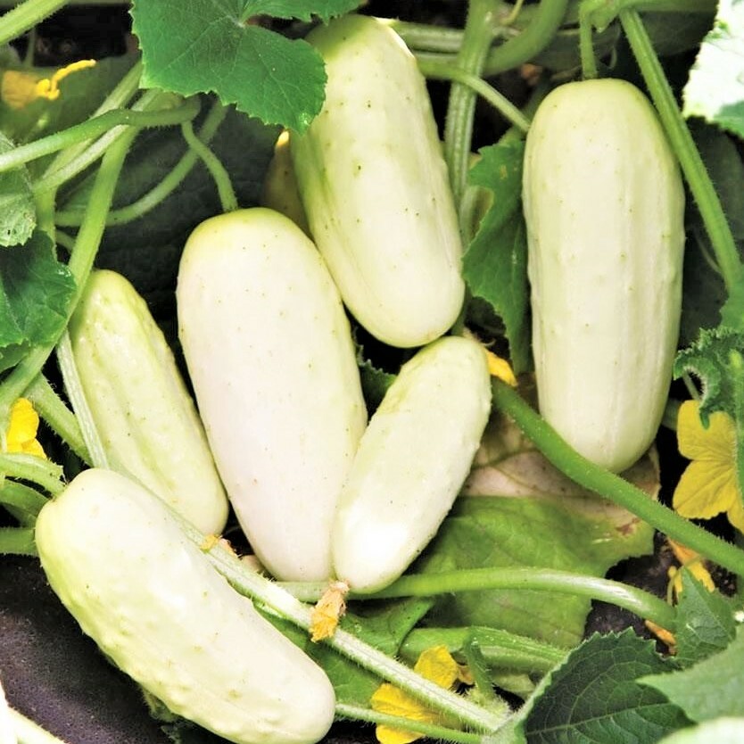 White Wonder Cucumber Seeds | Albino Ivory King Cucumbers Pickle Seed Fresh 2024