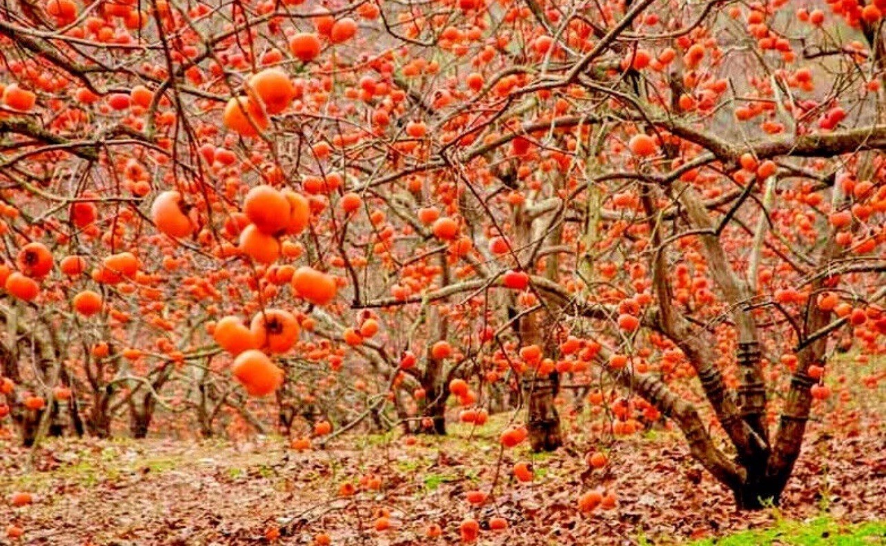 10 JAPANESE PERSIMMON TREE SEEDS (Diospyros Kaki) Asia Hardy Garden Fruit Plant
