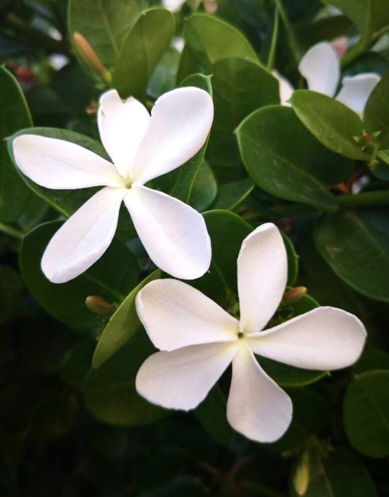 Natal Plum, Carissa Macrocarpa – 20 Seeds 2023 – USA seller