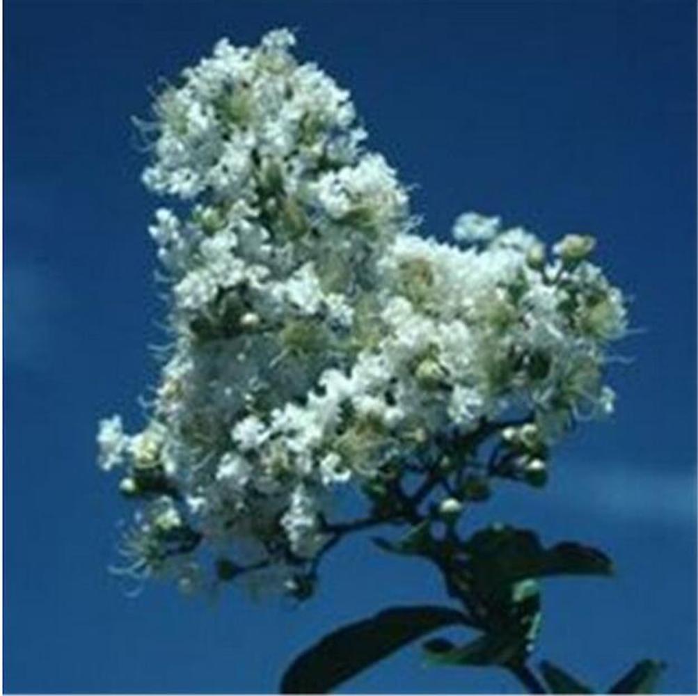 25pc CRAPE/CREPE MYRTLE SEEDS Garden Plant Flower Bloom USA seller FREE shipping