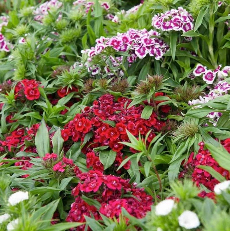 100 Fresh Sweet William Seeds, Mixed Colors, Cottage Garden, Non-GMO Non-Neonic