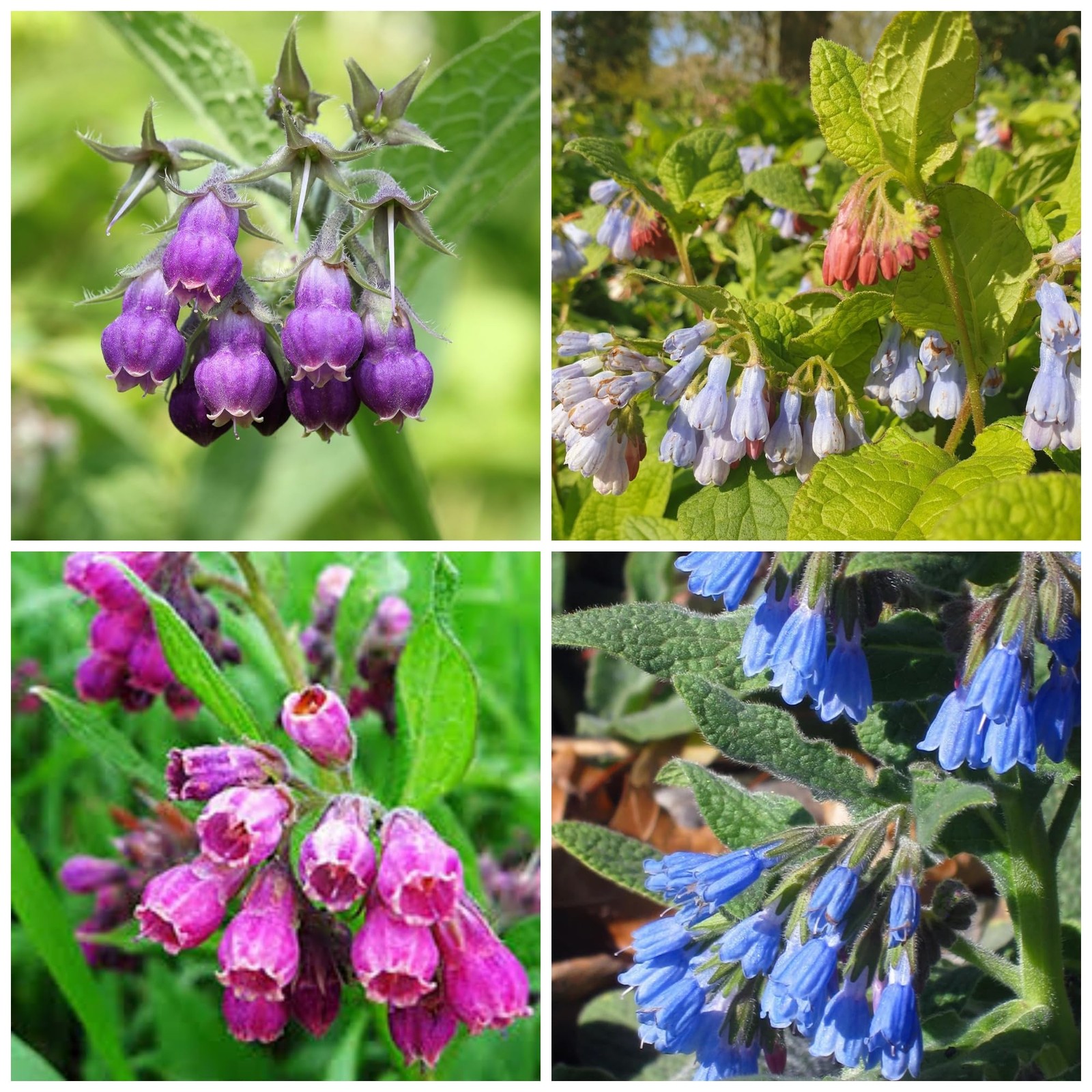80 Symphytum Officinale Comfrey Seeds NonGMO Heirloom Fresh Garden Seeds