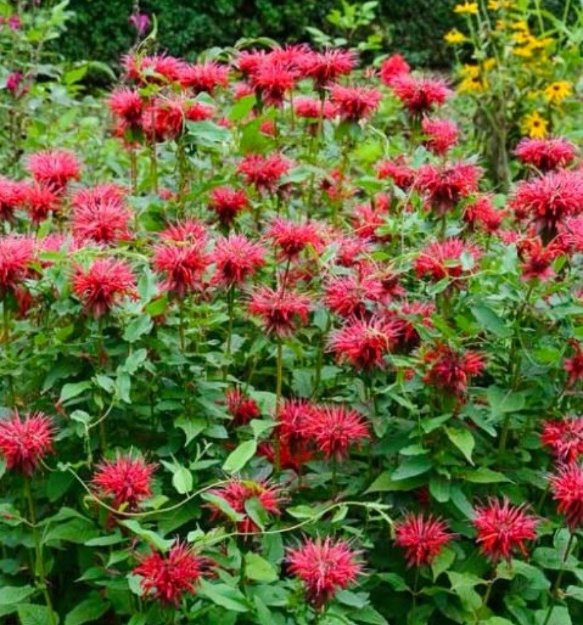 10+ Bee Balm SCARLET Red Monarda Didyma Seeds – Perennial Hummingbirds Non-GMO