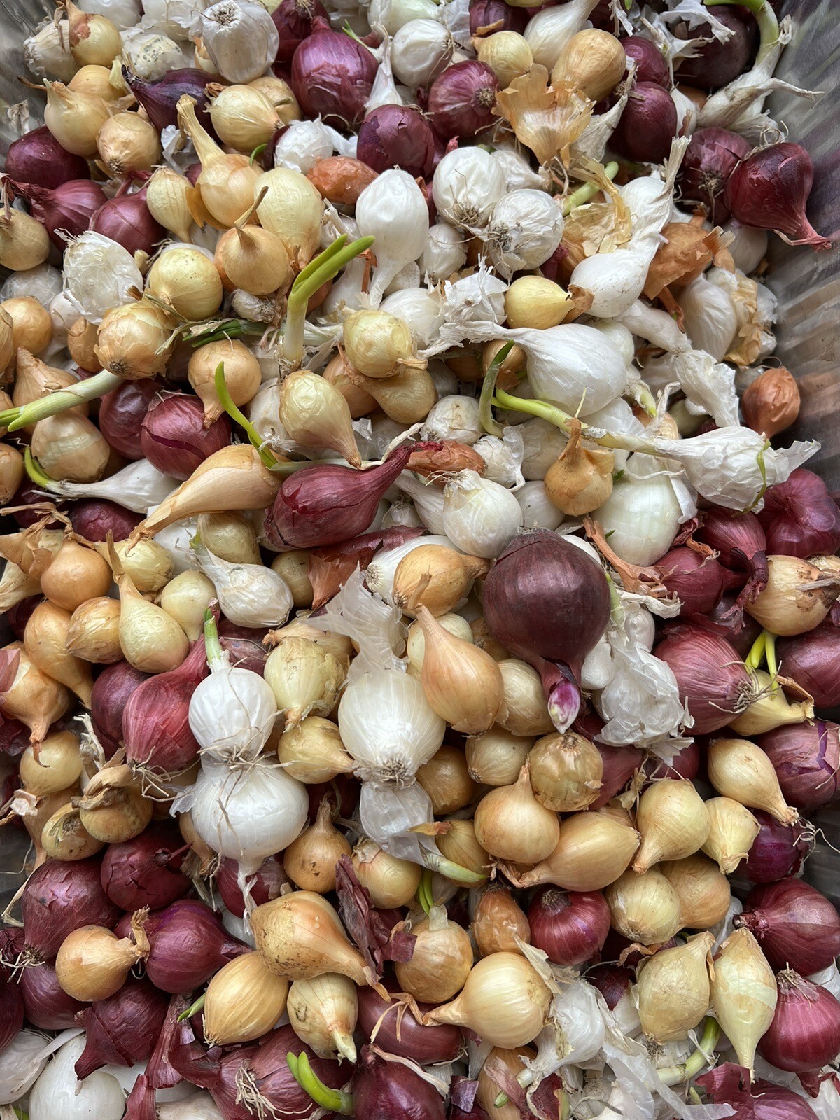 Colors Mixed Onion 35++Sets (Bulbs) | Yellow, Red, White Mix 2023 Free Shipping