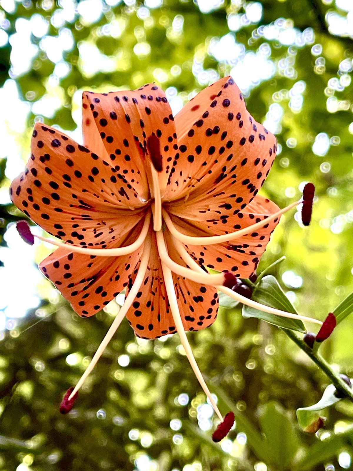 20 Orange TURKS CAP Tiger LILY Lilium Superbum Flower Seeds *Flat S/H