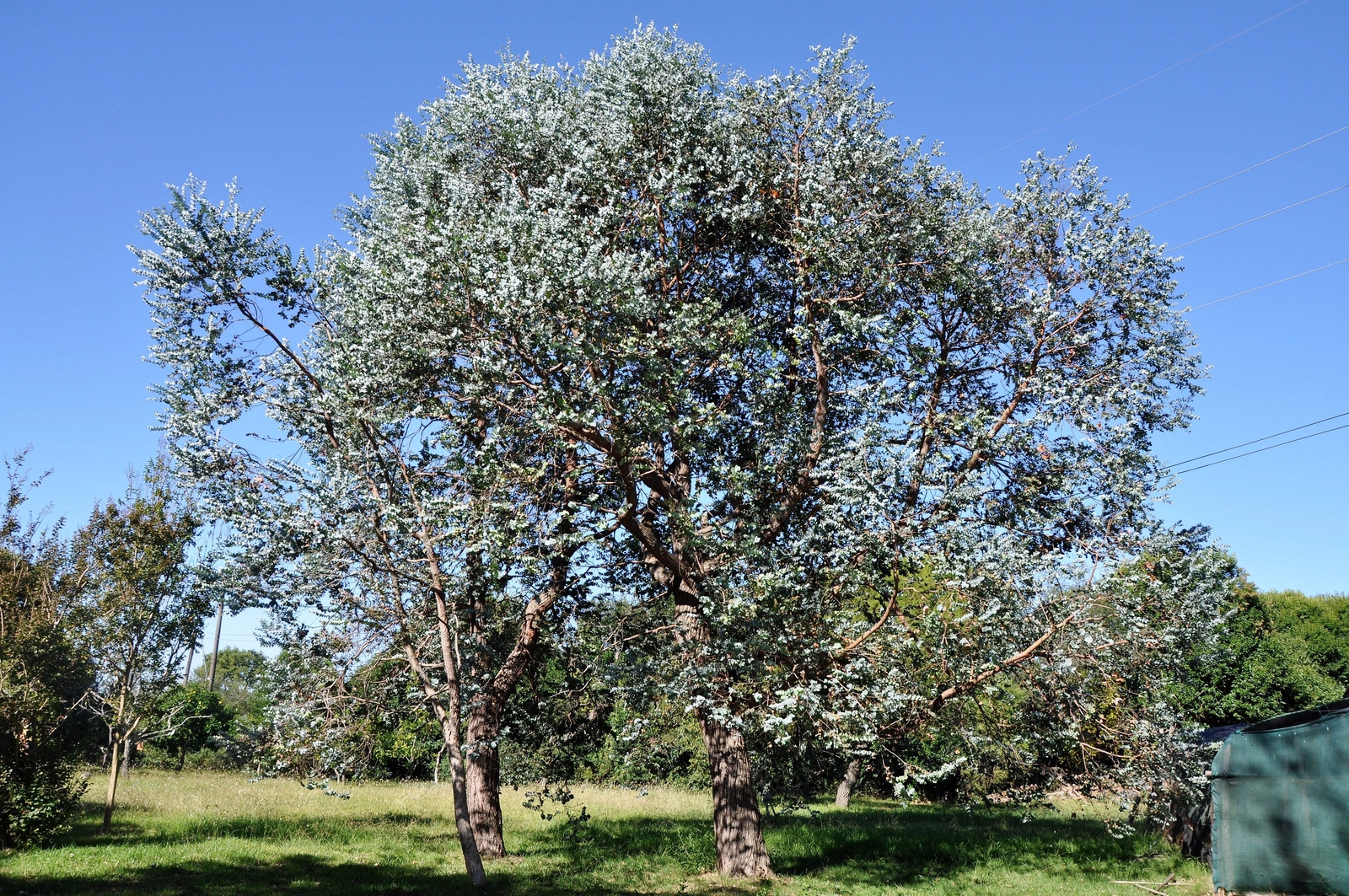 20 SILVER DROP EUCALYPTUS Gunnii Cider Gum Silver Blue Foliage Florist Tree Seed