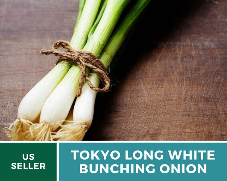 Onion, Tokyo Long White Bunching – 200 Seeds – Heirloom – Non-GMO (Allium cepa)