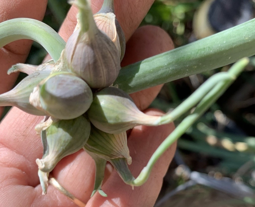 10 – Egyptian Walking Onion Top Set Bulbs. Ready To Plant. Free Shipping