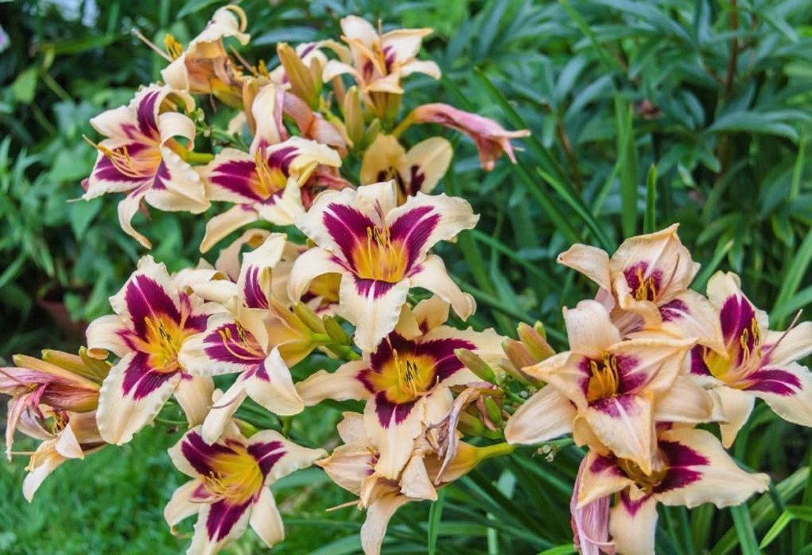 50PCS Daylily Hemerocallis Seeds Mixed Color Day Lily Fine Flower Seeds Heirloom