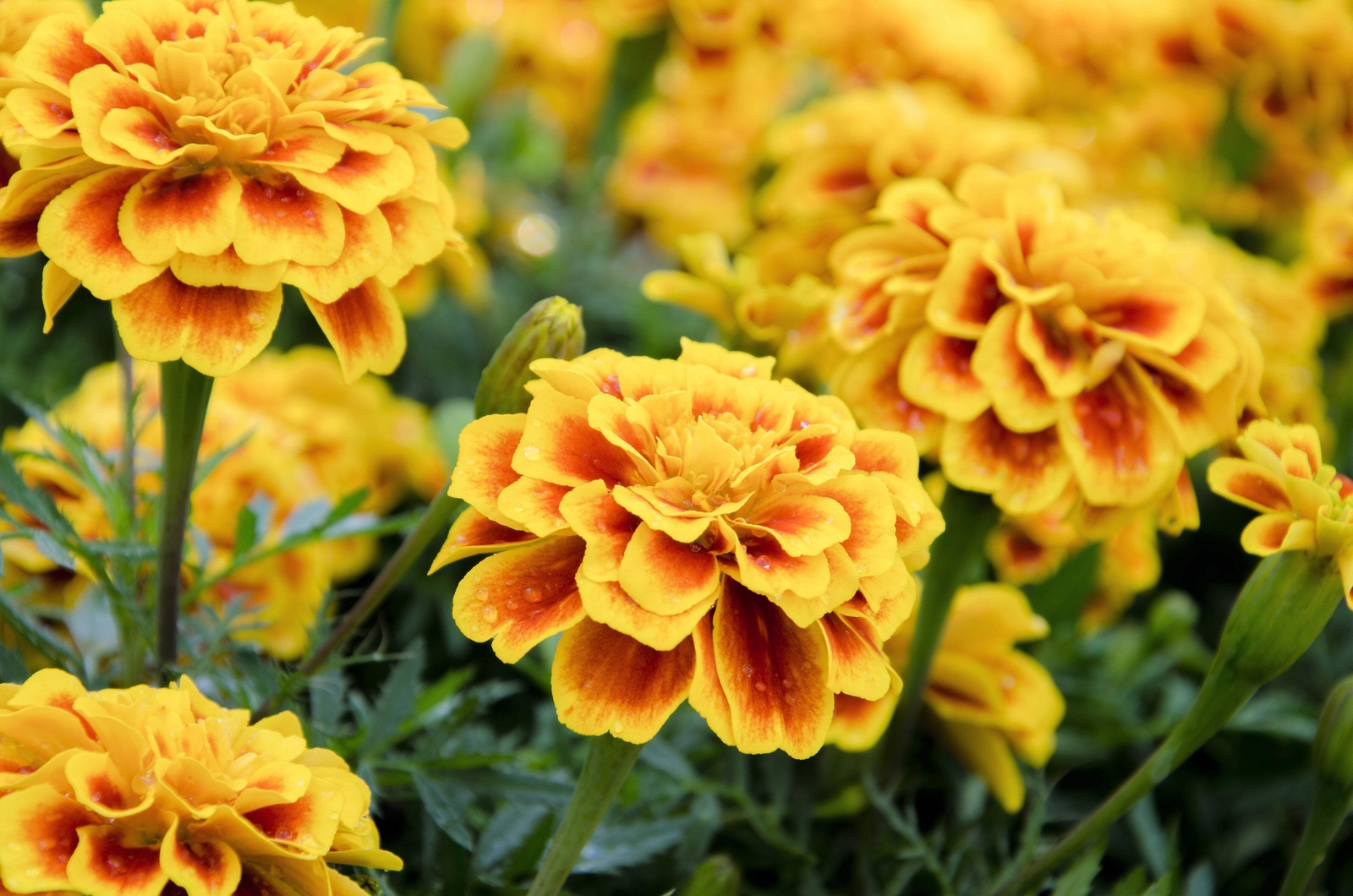 400 FRENCH MARIGOLD SPARKY Mixed Colors Tagetes Patula Flower Seeds *Flat S/H