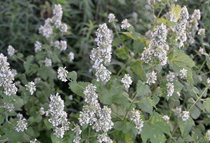 500 seeds Catnip Seeds herbs attracts bees organic +gift