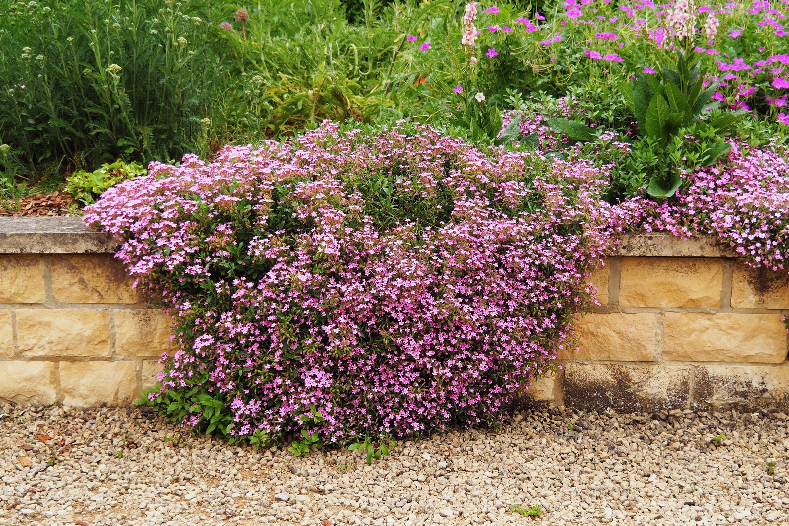 500 PINK ROCK SOAPWORT Saponaria Ocymoides Flower Seeds