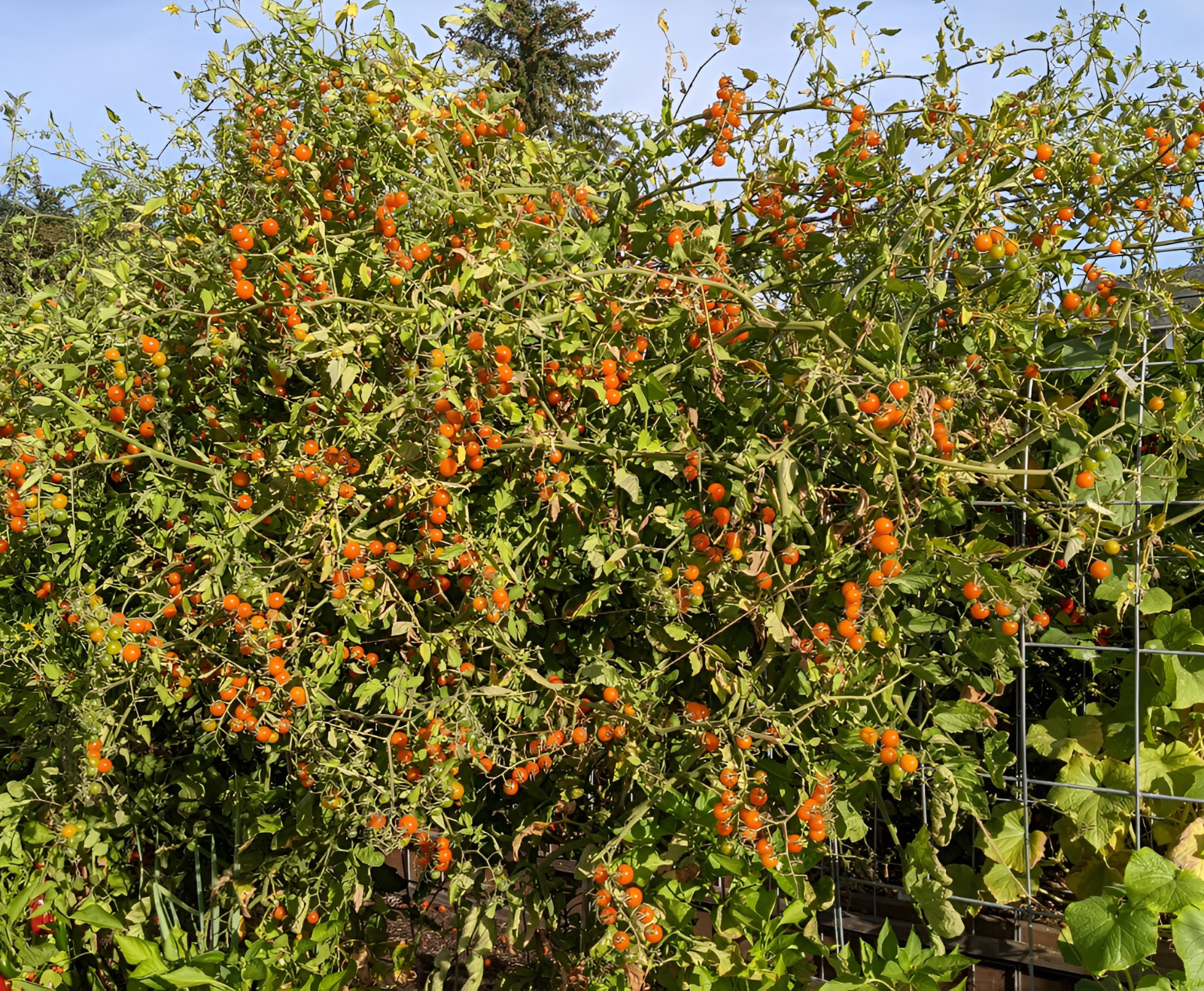25 Sungold Cherry Tomato Seeds – Free Shipping Organic NonGMO Authentic F1 Seeds