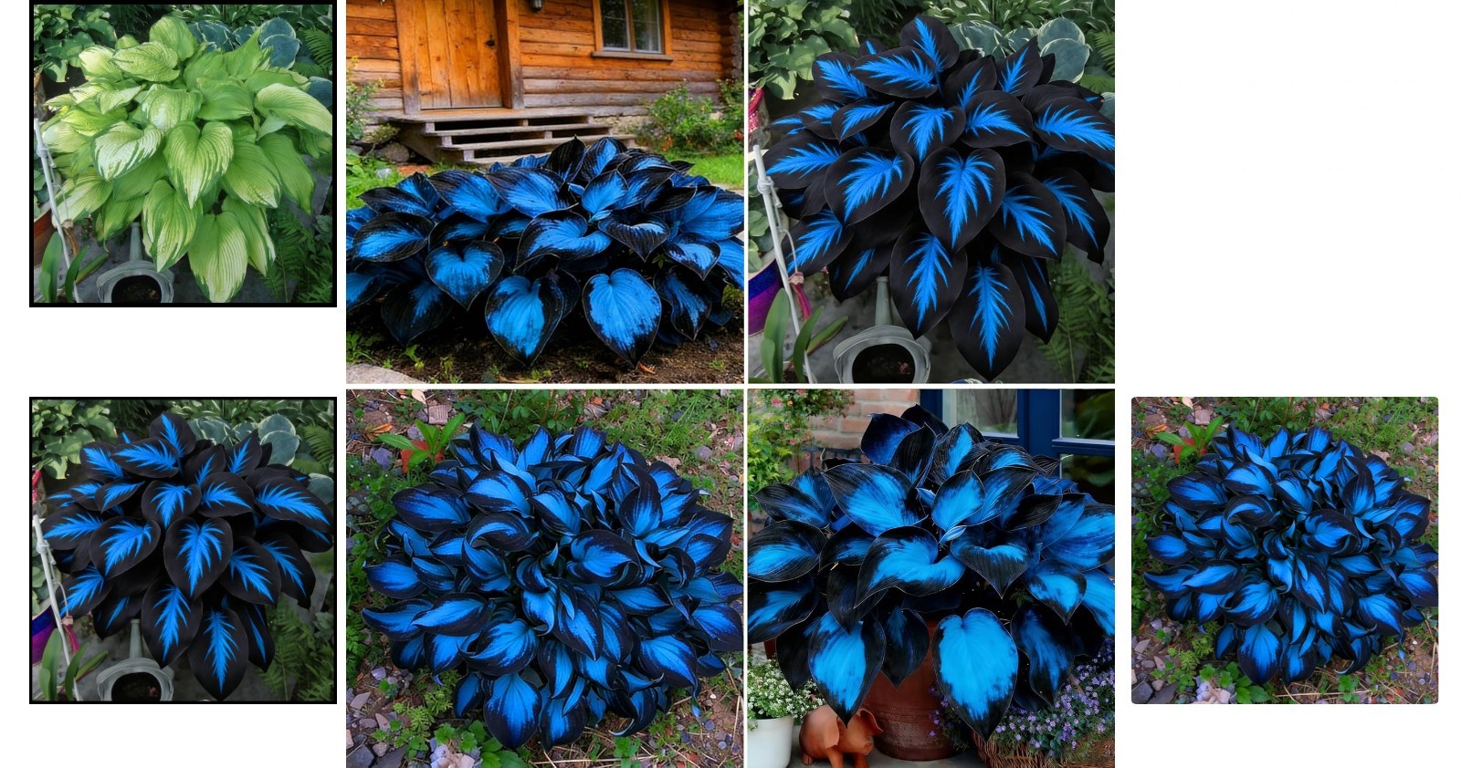 220+ Hosta Seeds Blue Perennial for Planting,Hosta Seeds Blue and Black,Rare Hos