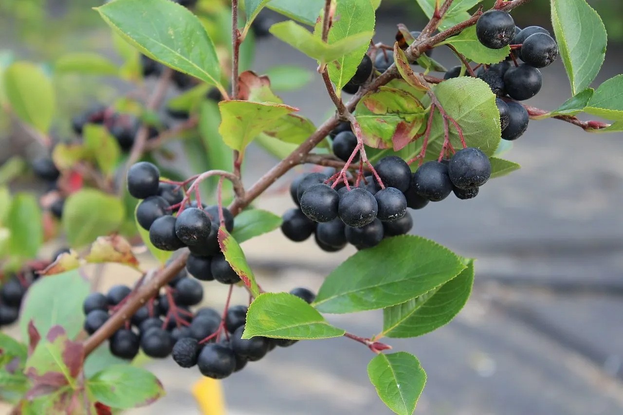 Aronia melanocarpa | Black Chokeberry | 50_Seeds