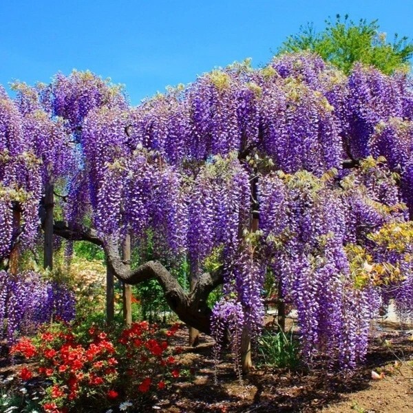Blue Chinese Wysteria Seeds