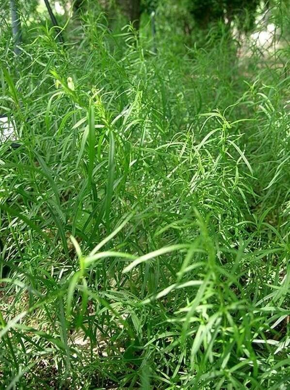 50 Tarragon Herb Seeds for Planting Artemisia Dracunculus Dragon Herb
