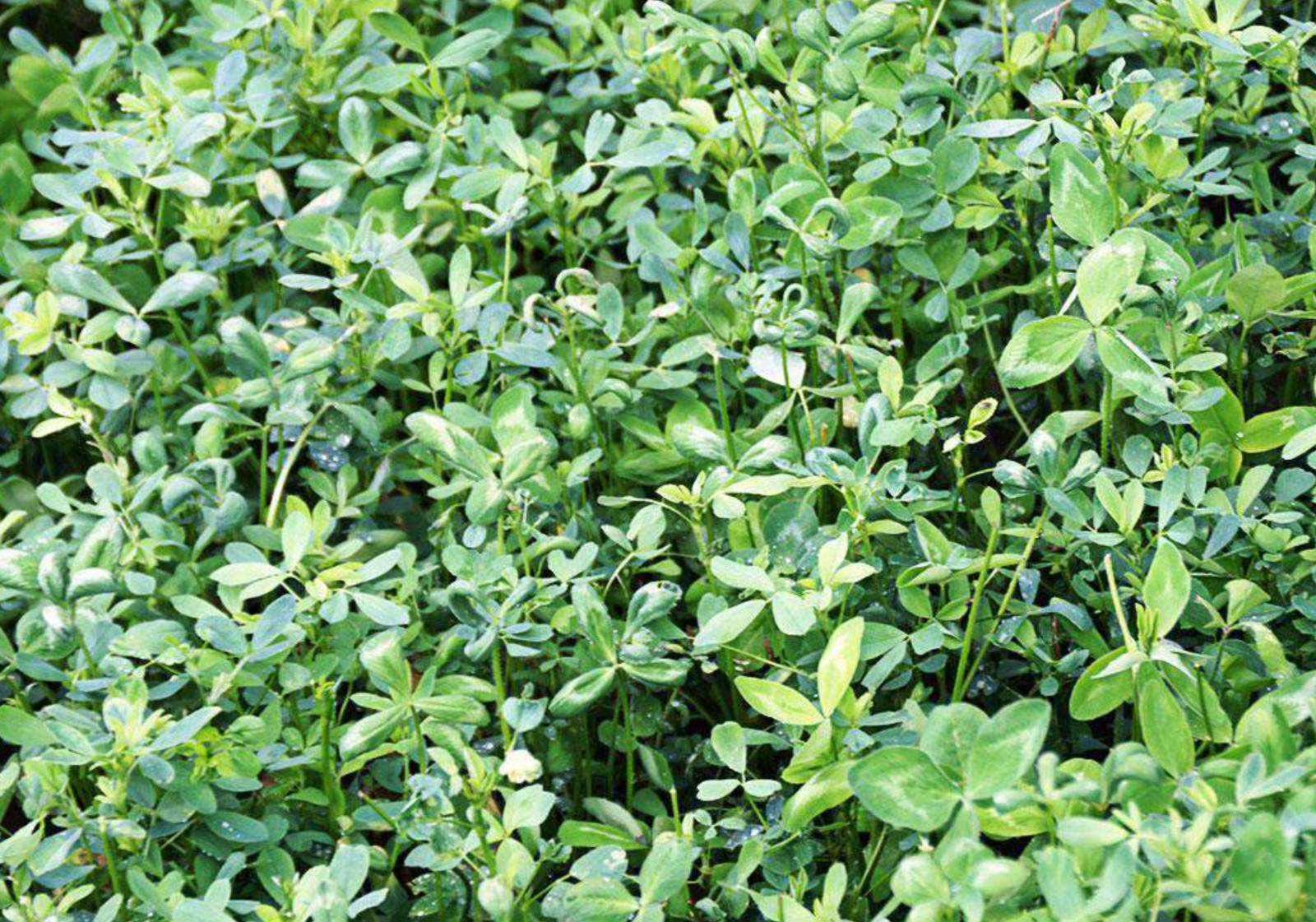 Alfalfa Seeds for Hay Production Northern Cold Climate Zone (coated) USA Seller