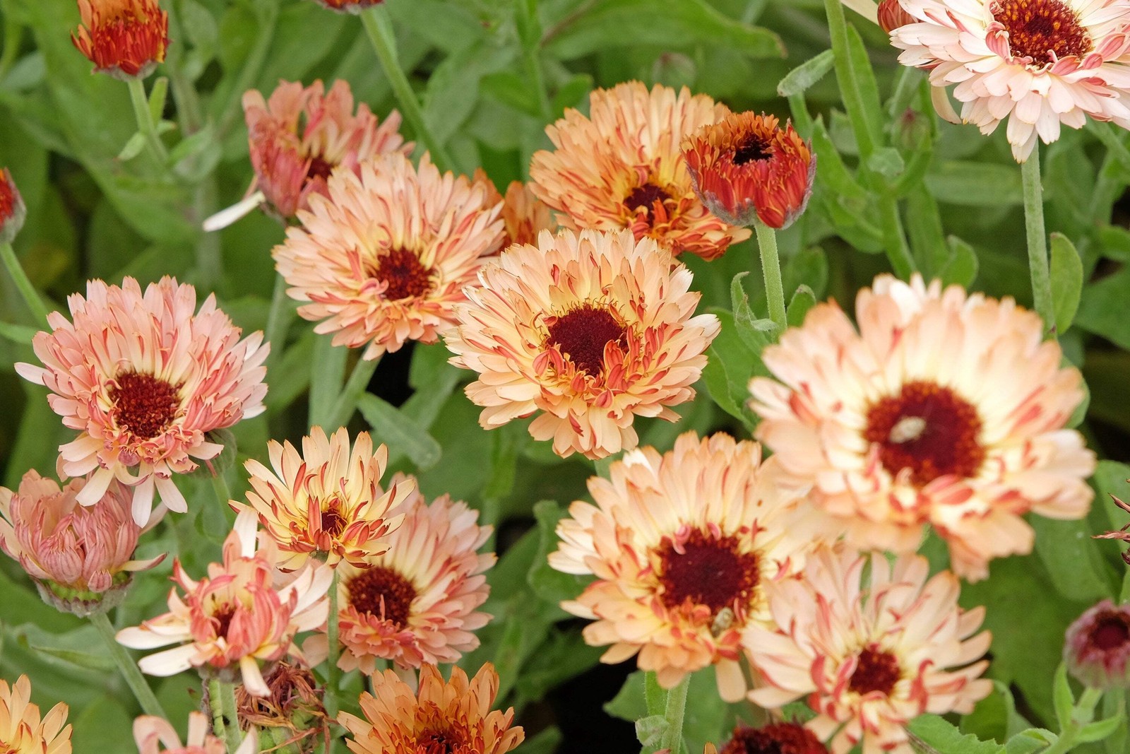 20 ZEOLIGHTS CALENDULA Officinalis MARIGOLD Flower Seeds Coral Peach Pink CombSH