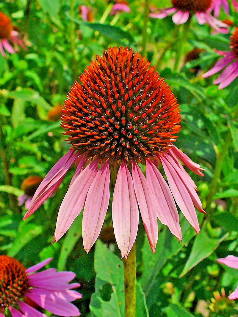 PURPLE ECHINACEA 100 SEEDS, CONEFLOWER, LARGE DAISY-LIKE FLOWERS, USA SELLER