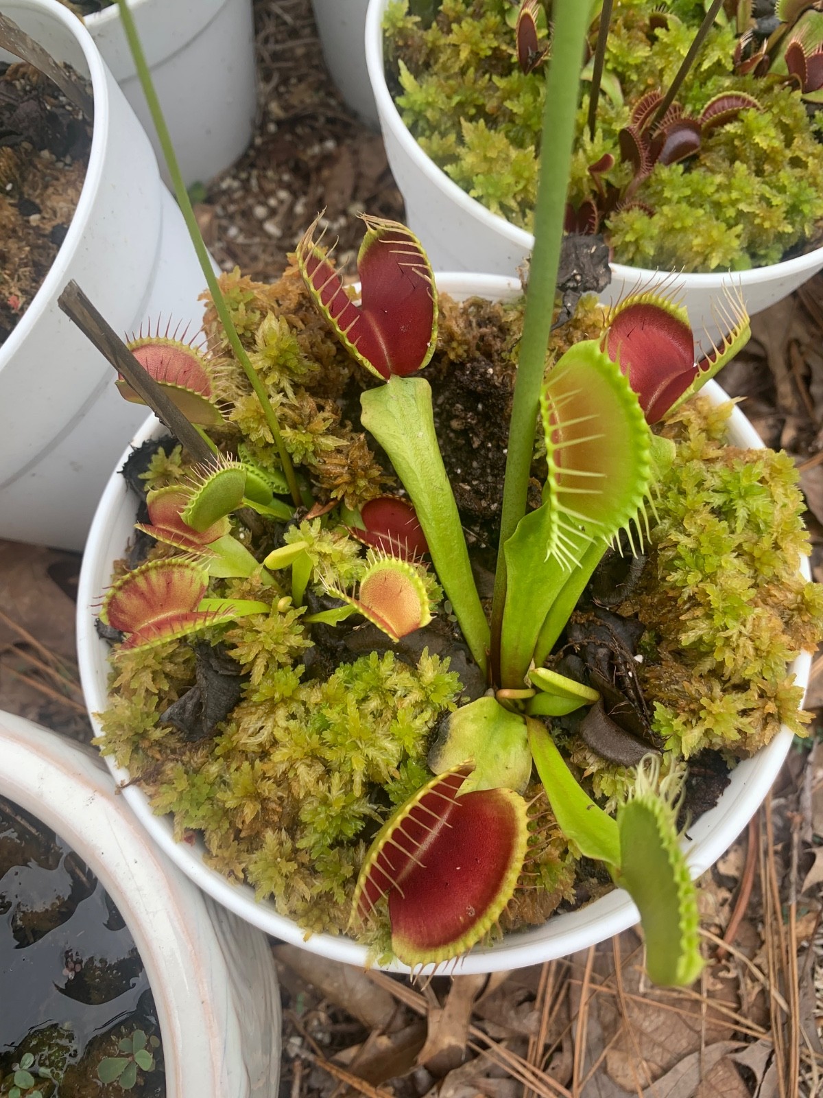 100+ Venus Flytrap seeds + Maxsea plant food