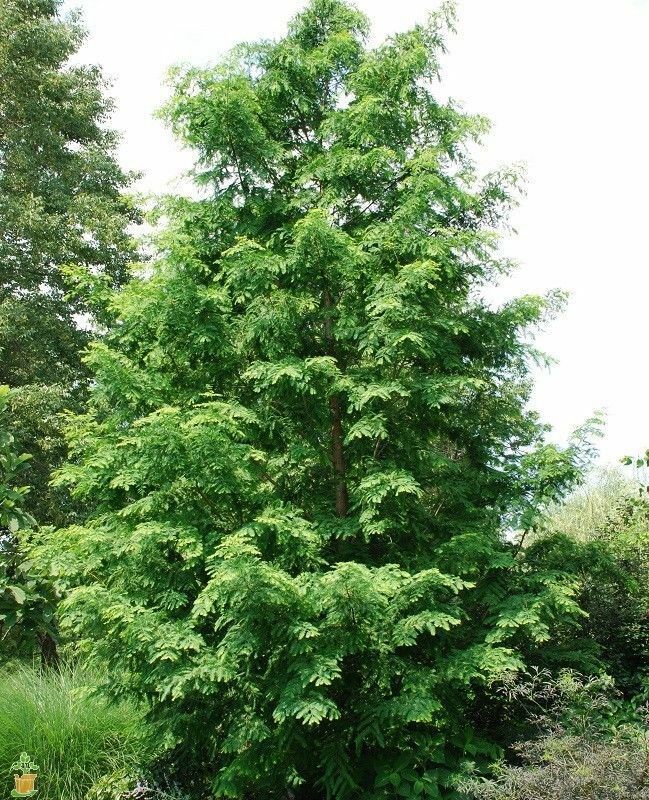 Dawn Redwood Tree Seeds (Metasequoia glyptostroboides) Fast Hardy Bonsai Plant