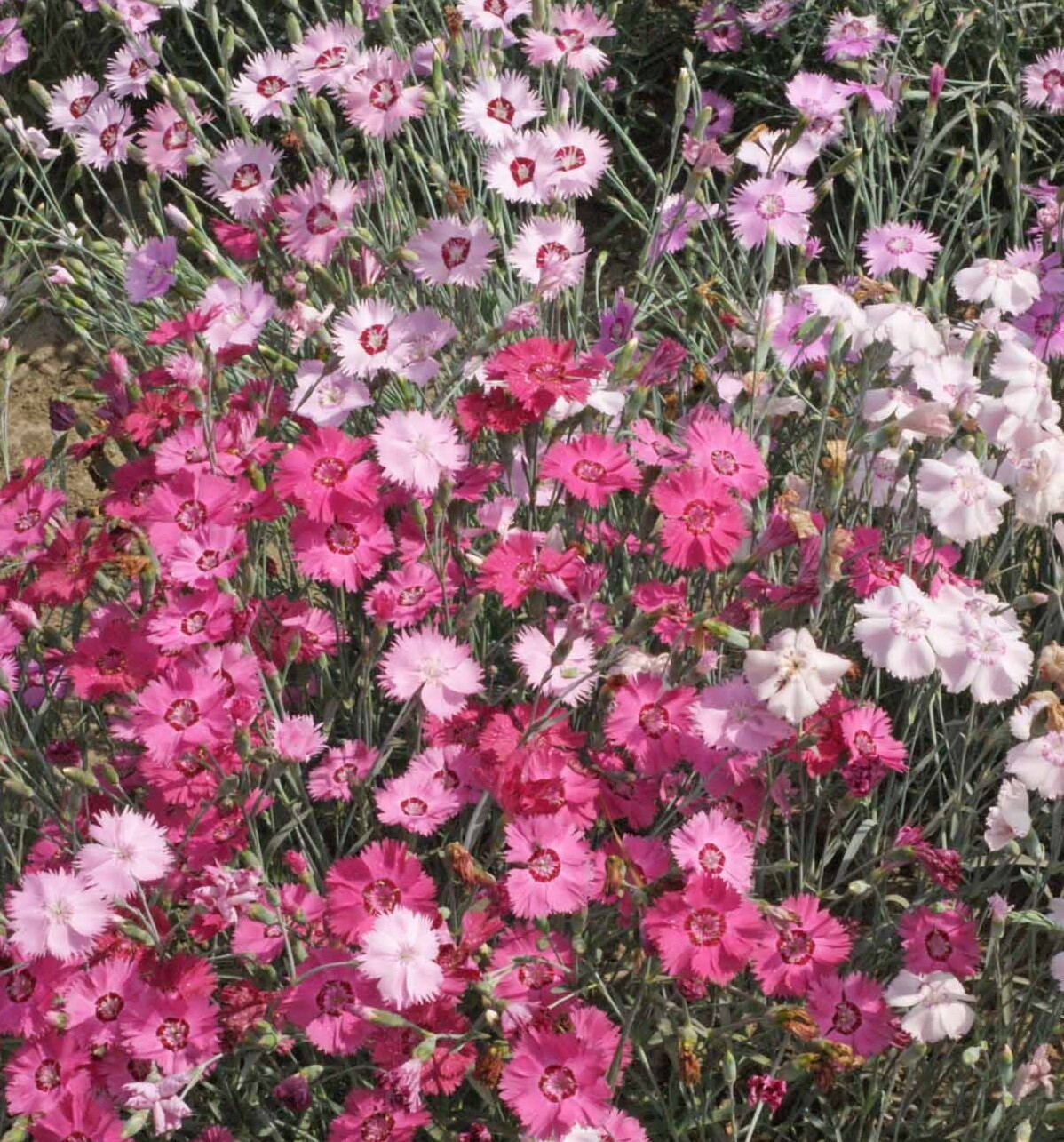 1oz Dianthus Cottage Pinks Mixed Flower Seeds Dianthus plumarius (23,000 Seeds)