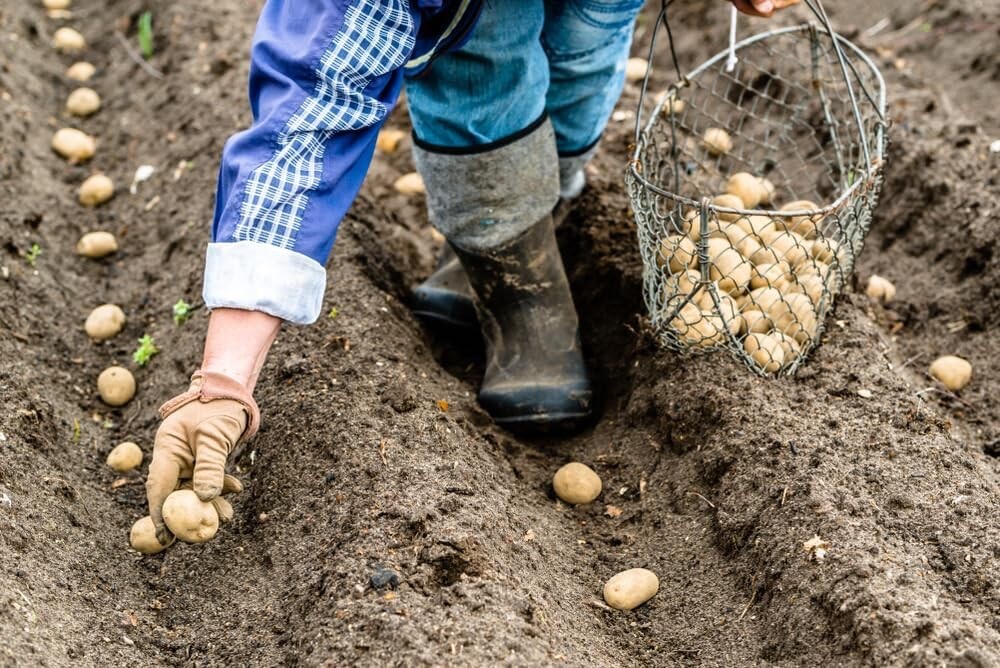 Yukon Gold Seed Potatos for Planting