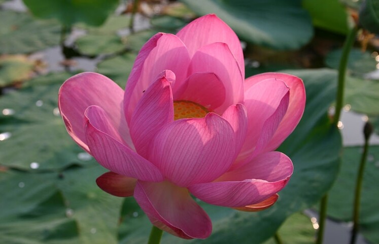 Nelumbo Nucifera, Fun Aquatic Pink Lotus 5 Seeds, Container Pond Plants From USA