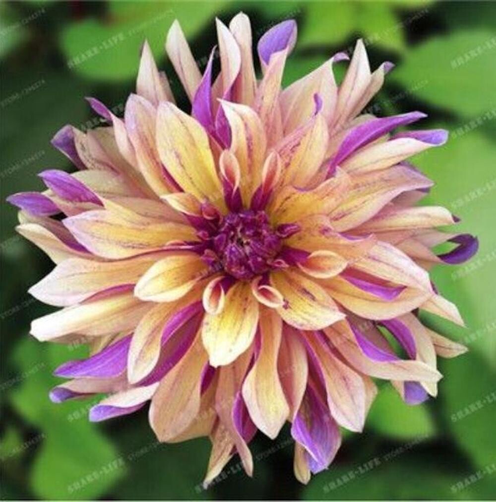 20 SEEDS for Purple/Yellow WISH DAHLIA rare flower exotic bloom plant USA Seller