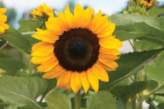 100+ Organic ProCut Brilliance Sunflower Seeds – Free Shipping!!
