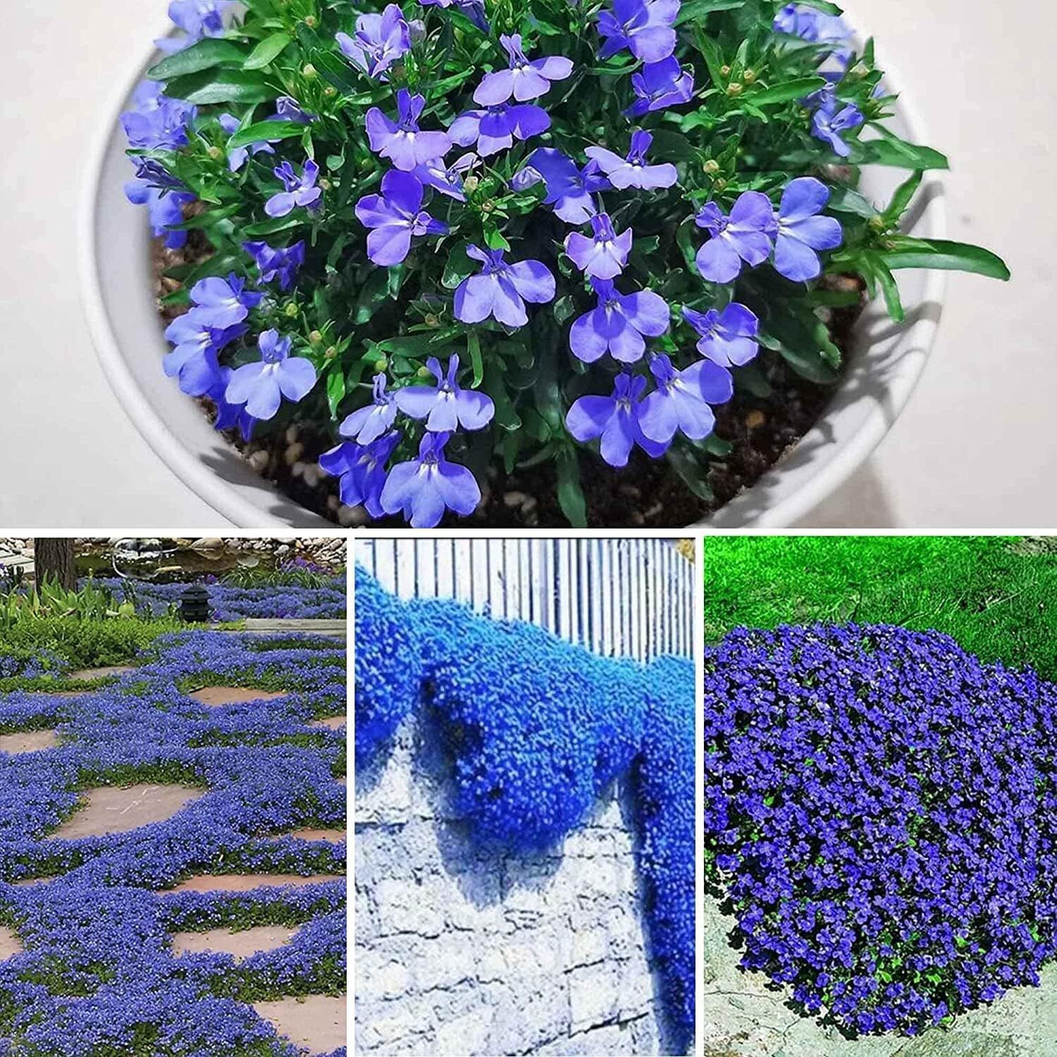 Blue Creeping Thyme Seeds – 250+ Seeds – Amazing Ground Cover, Like an Aromatic