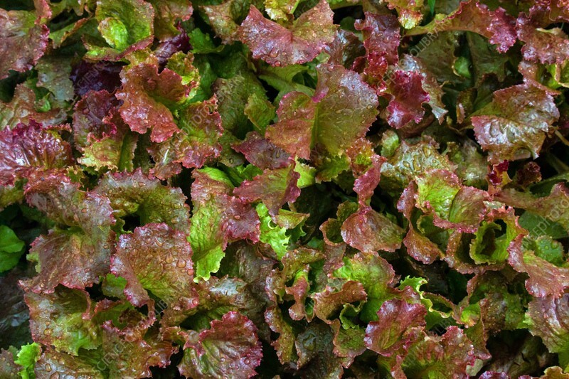1 Gram Fresh | NON-GMO | Red Sails Loose-Leaf Premium Lettuce Seeds-B 42