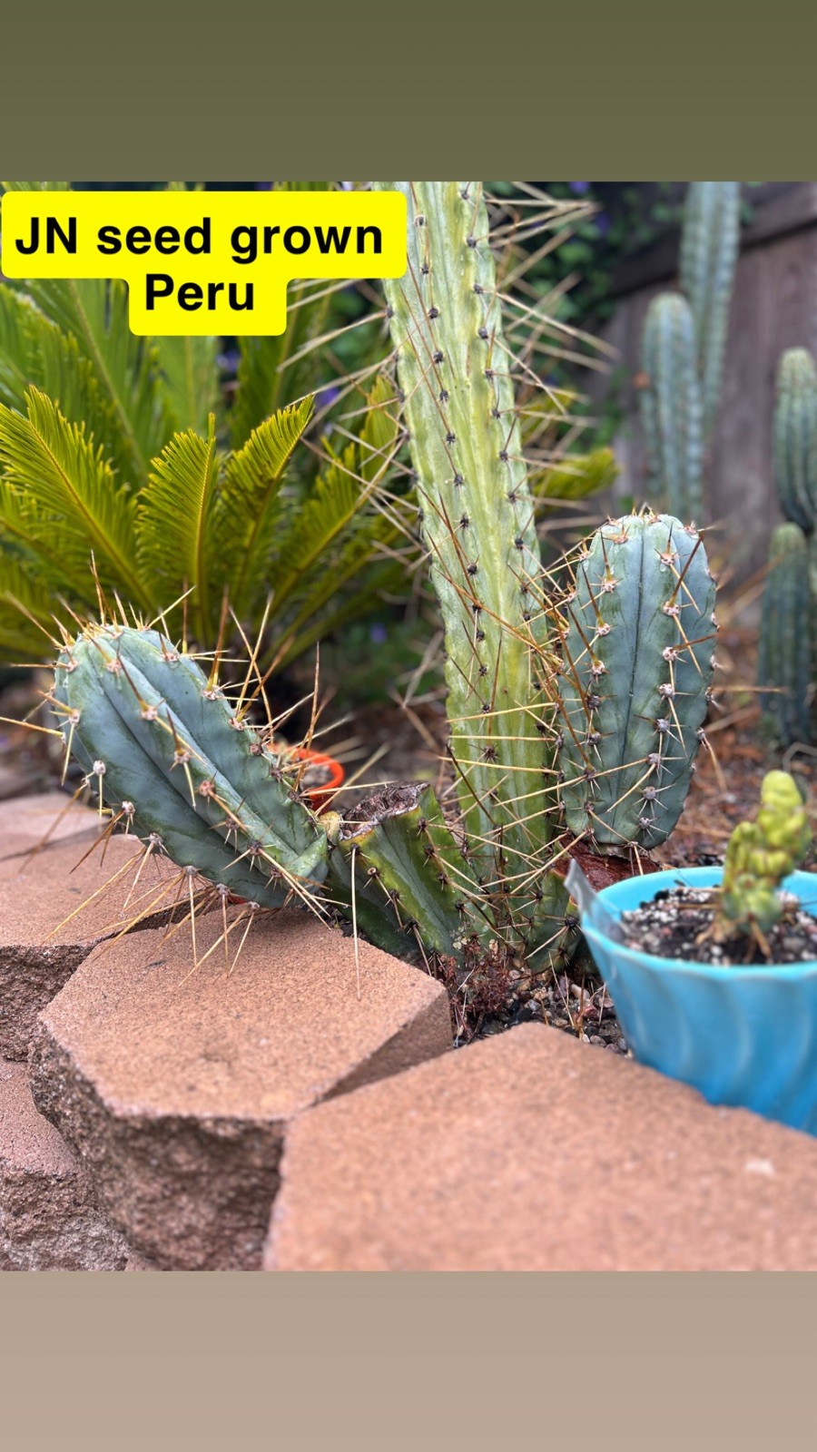 THE FULL PACK! UNIQUE AND RARE T.ECHINOPSIS HYBRIDS.
