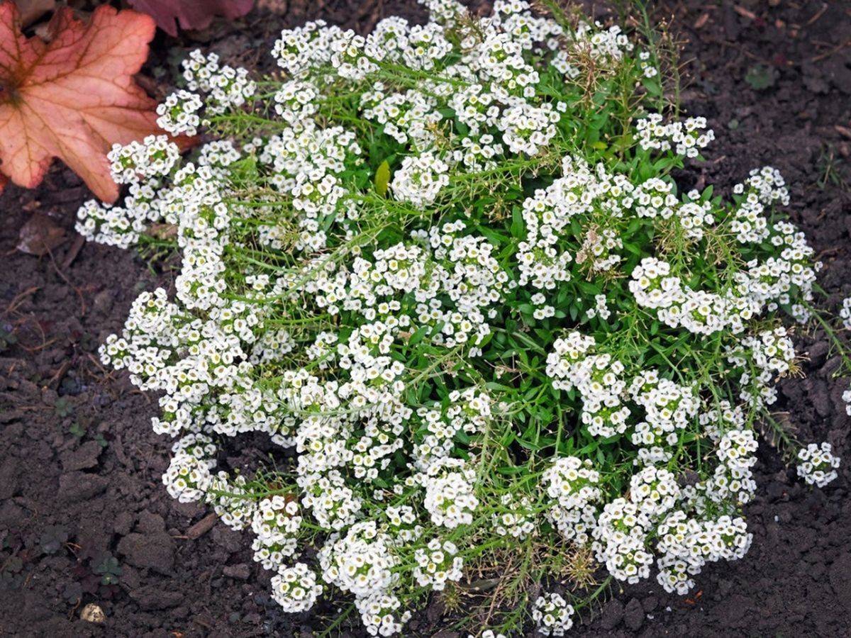 Seeds flower seeds flower garden home growers