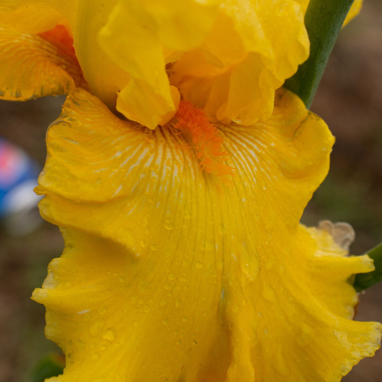 **THROB** Tall Bearded Iris. Pre-Order, Combined Shipping: Jul – Sep