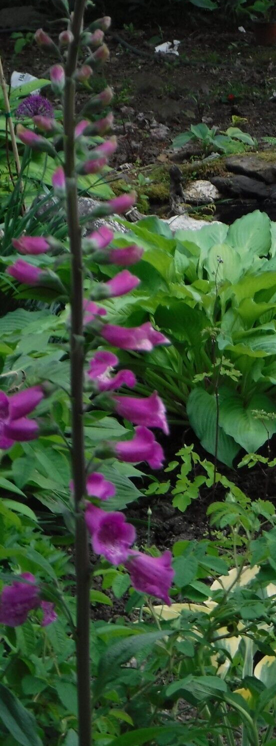digitalis foxglove seed mix 50+ perennial seed