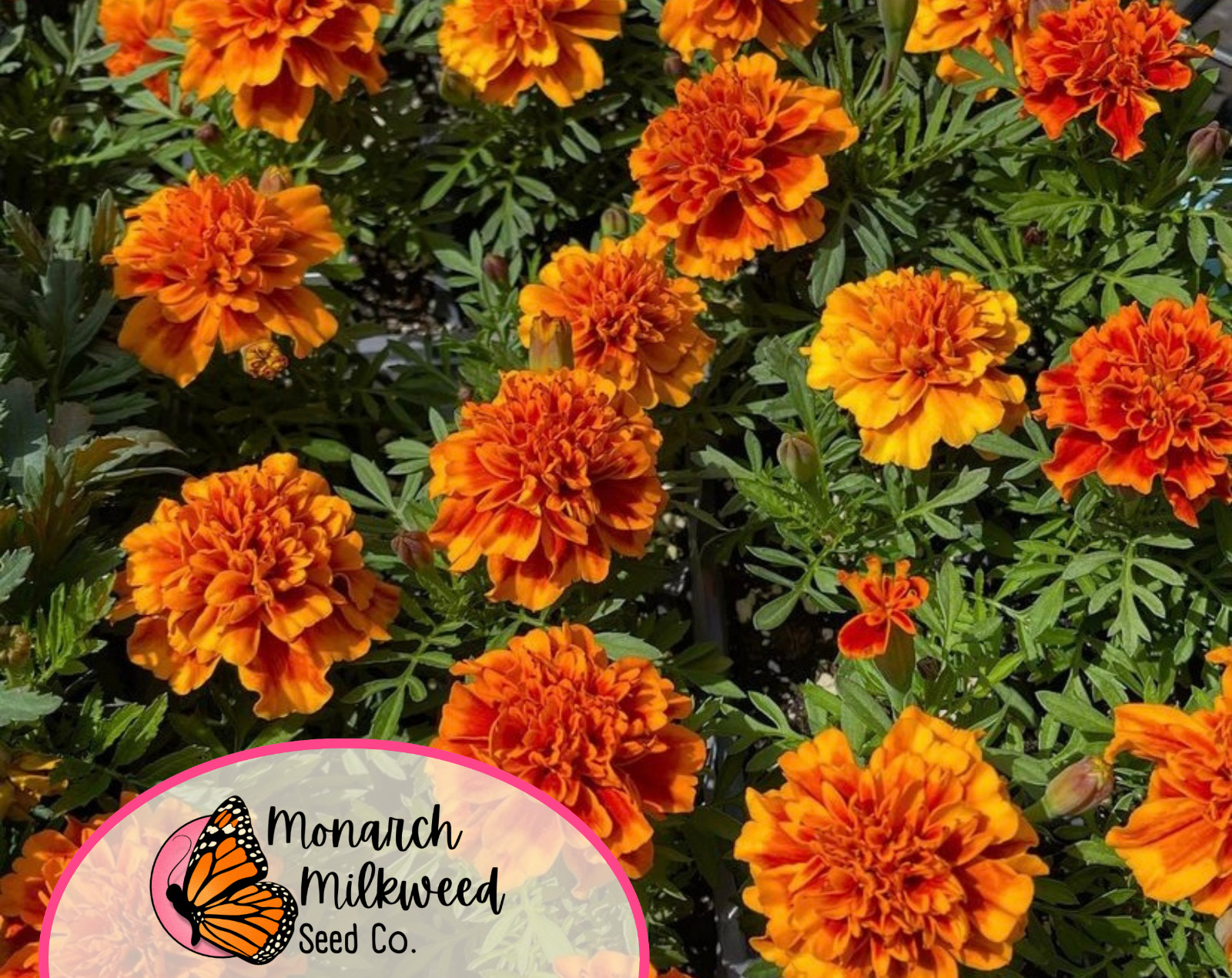 600+ Sparky Marigold Seeds | Heirloom, Non-GMO, Flower Gardening Seeds, USA