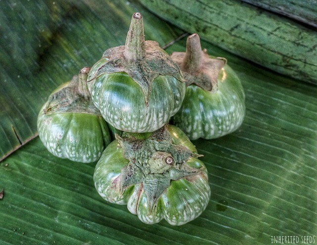EGGPLANT THAI (PETCH SIAM / MATTI GULLA) 30+ seeds 100% Organic, Grown in USA