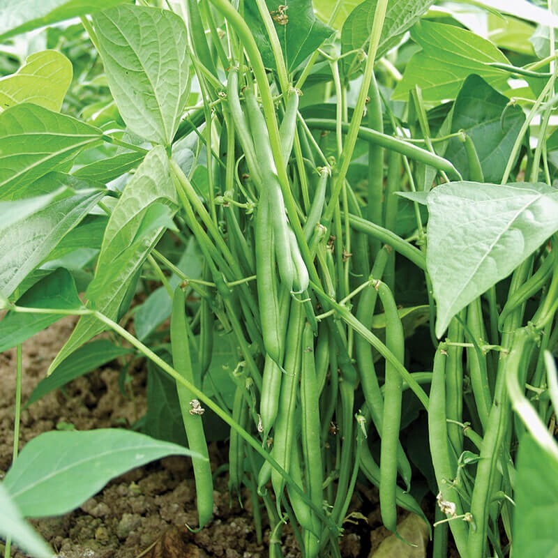 Bean Gold Rush -Yellow / Green Provider-Valentine-French Garden Bush/Organic