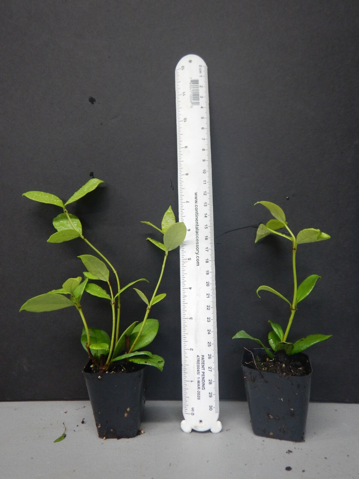 ~~CONFEDERATE STAR JASMINE~~Rooted STARTER Plant~~Extremely Fragrant Vine~~USA