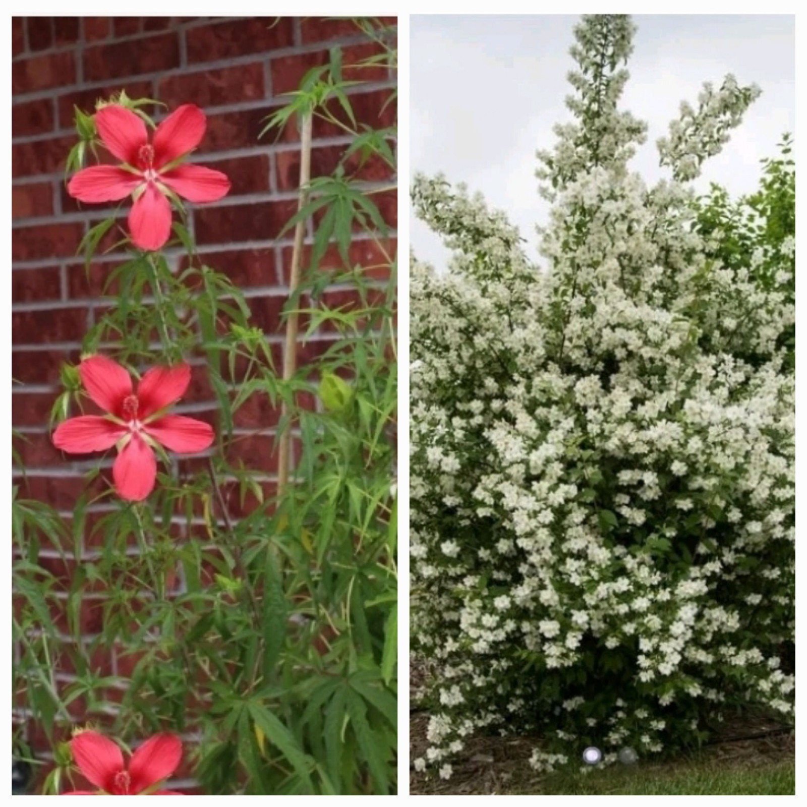 2 Live Plant Hibiscus coccineus Alba, Texas Star & English Dogwood/Mock Orange