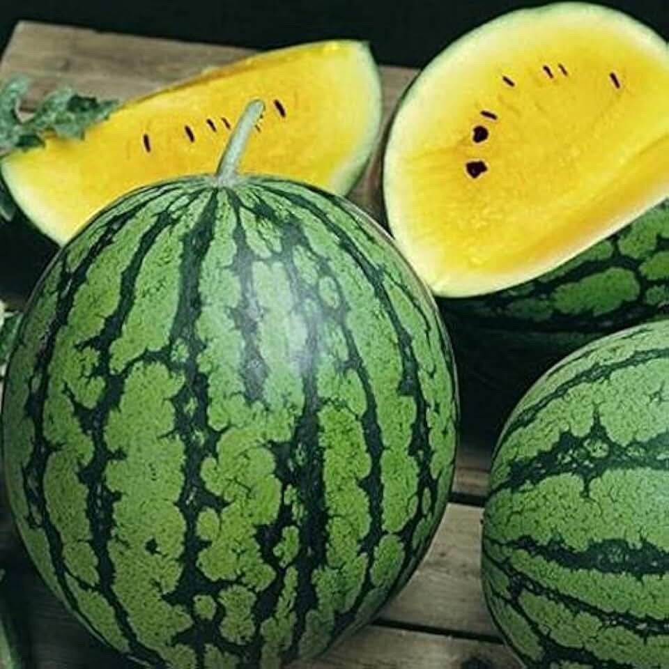 20 Heirloom Yellow Petite Watermelon Seeds – 4-7LB Super Sweet Mini Yellow Melon
