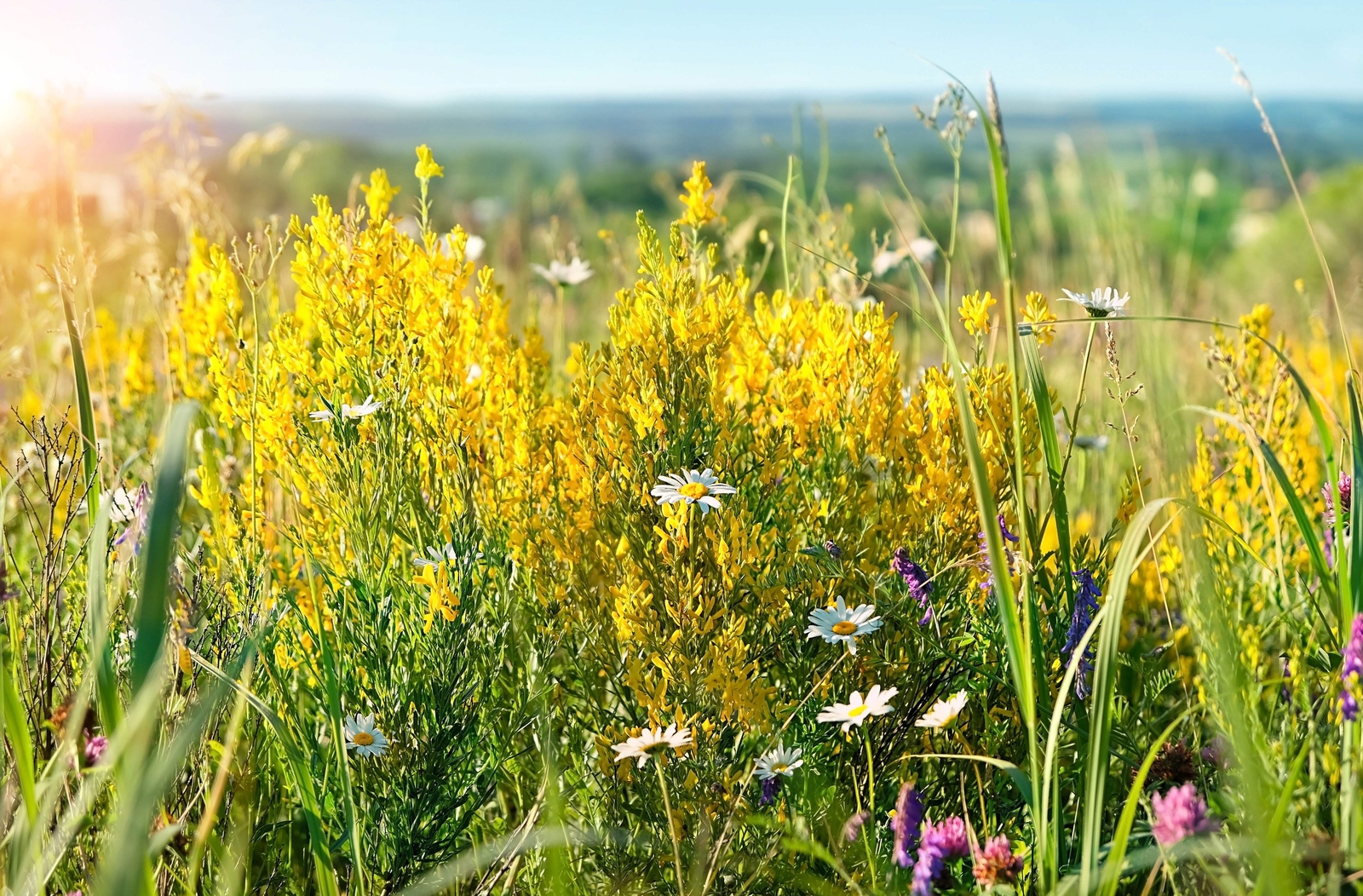 3000 YELLOW SWEET CLOVER Melilotus Officinalis Flower Seeds