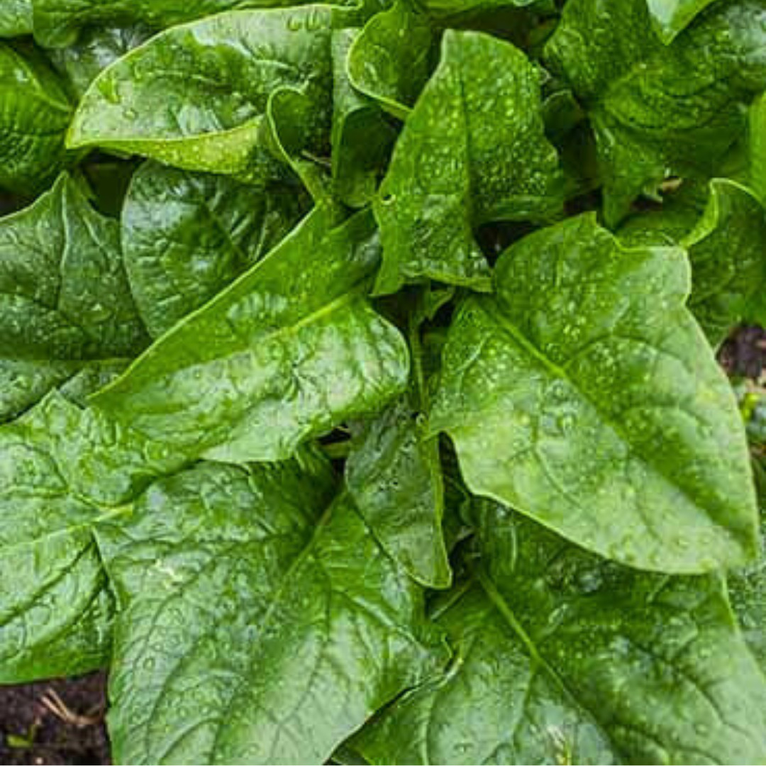 Fresh Green Arrow Spinach Seeds | Heirloom Non-GMO | Asian Vegetables