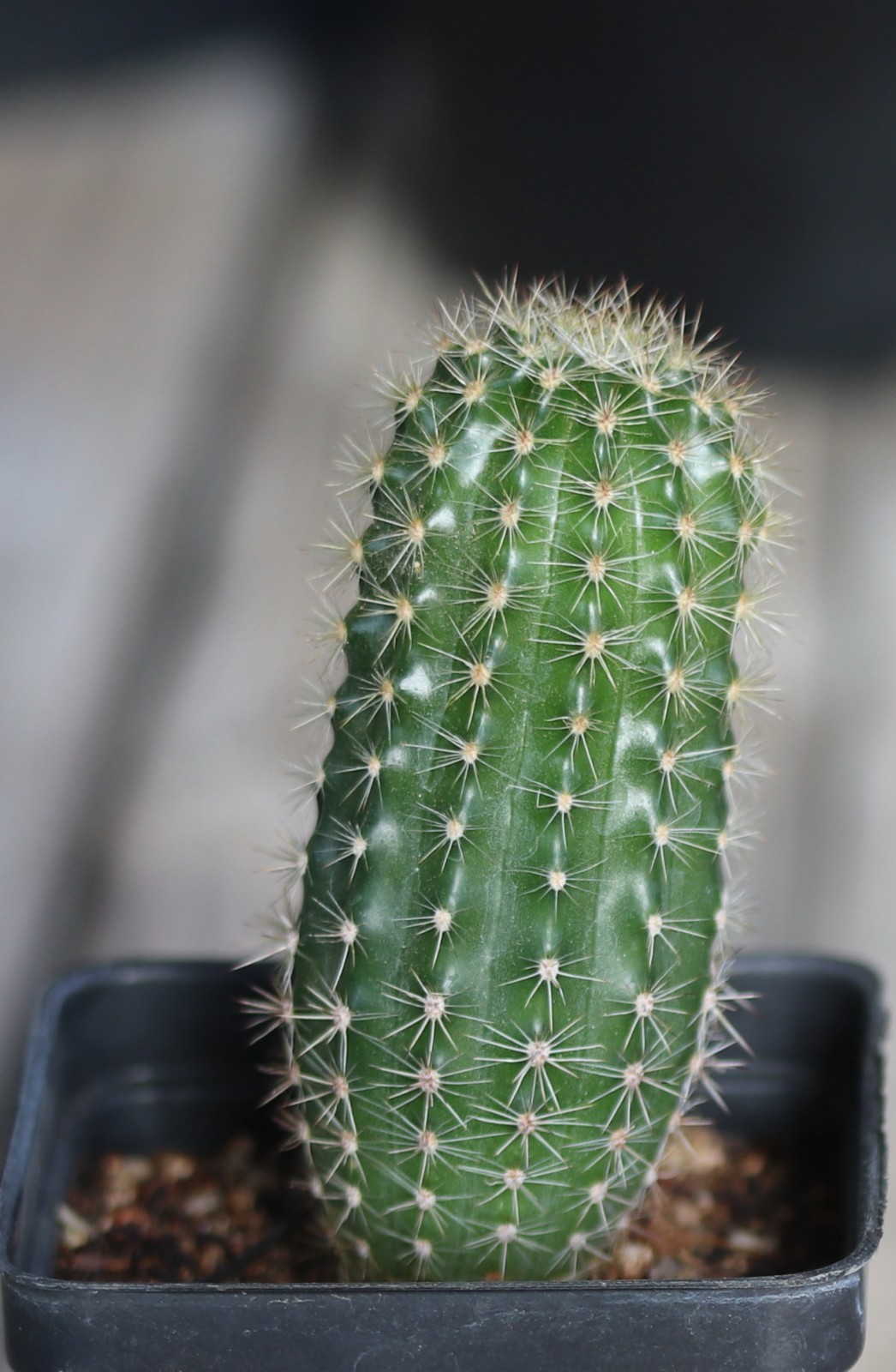 Echinopsis hybrid ‘Pink Truffle’